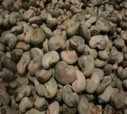 fresh-raw-cashew